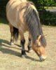 Laminitis