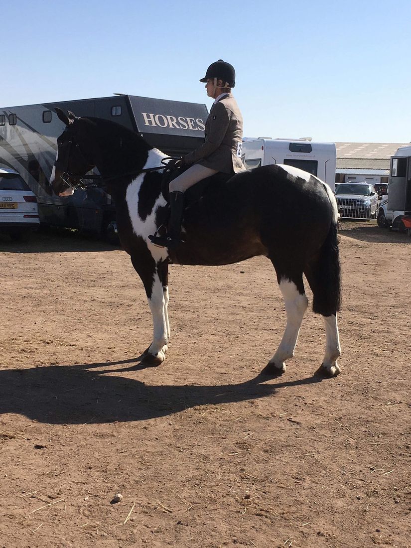 First HOYS Coloured Qualifying Class