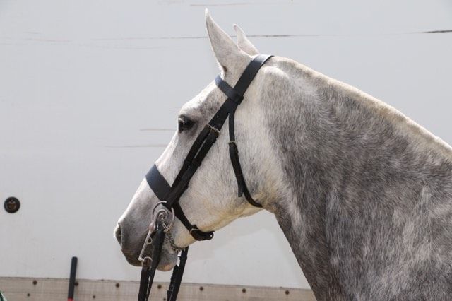 South of England Show 2019